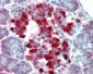 CASP4 / Caspase 4 Antibody (N-Terminus)